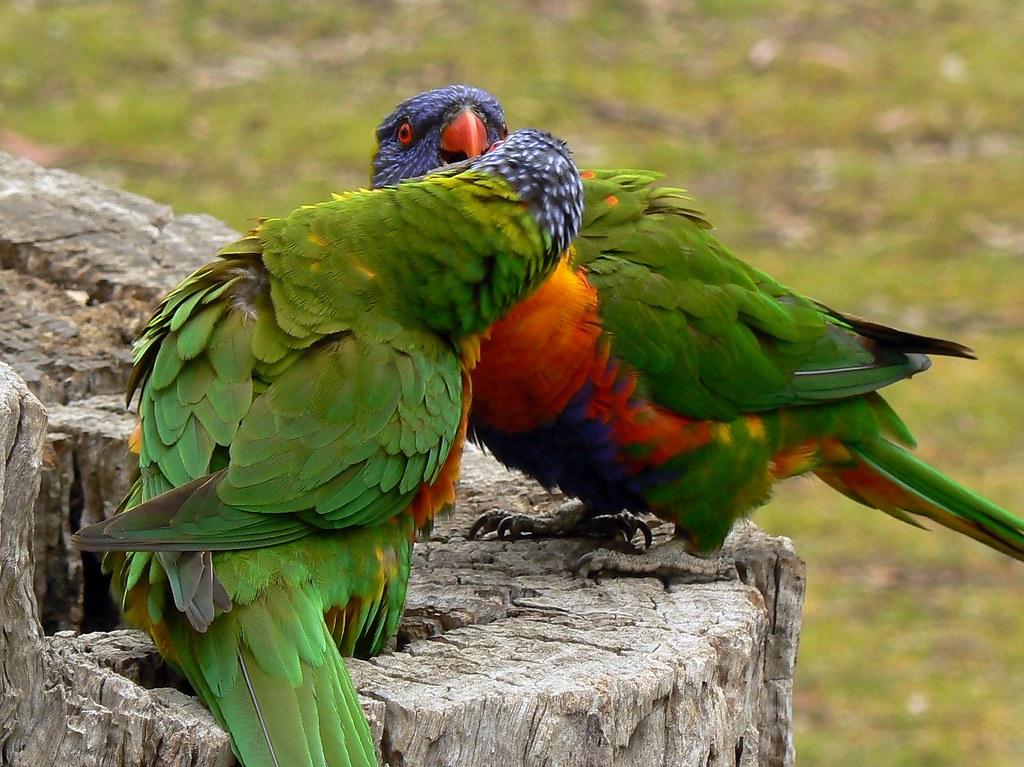 Two lovebirds spending time together